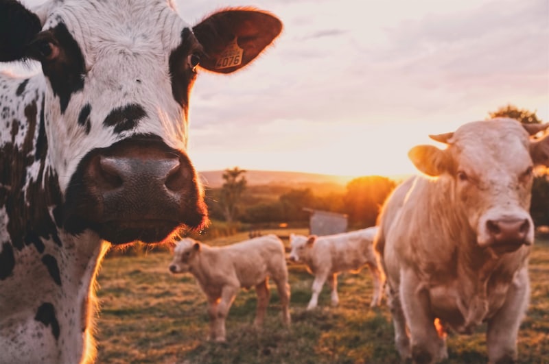 Agriculture
